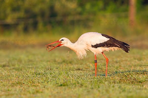 White stork