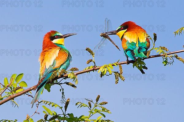 Bee-eater