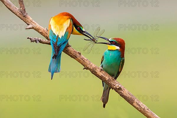 Bee-eater