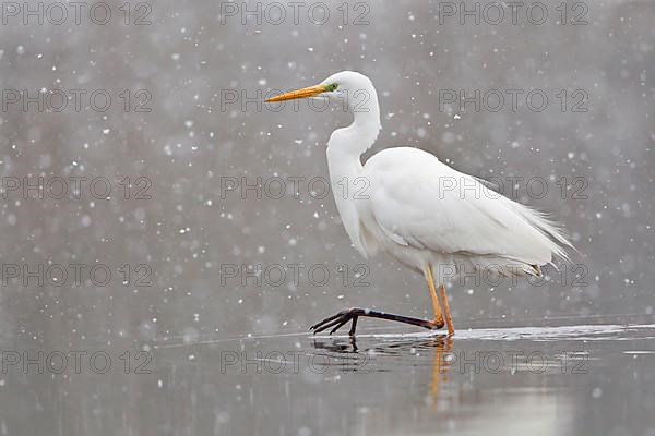 Great White Egret