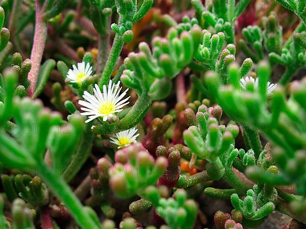 Knot-flowered marigold