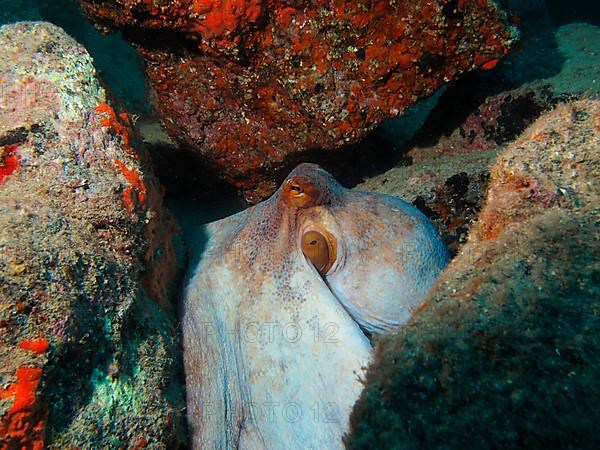 Common octopus