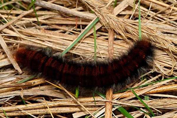 Blackberry moth