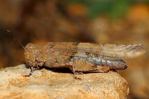 Blue-winged sand cricket