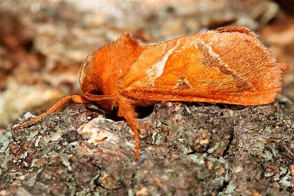 Dock rootworm