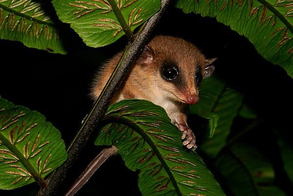 Mexican Pygmy Bag Rat