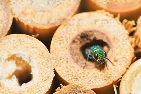 Blue-green gold wasp