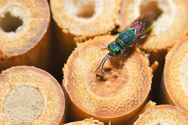 Blue-green gold wasp