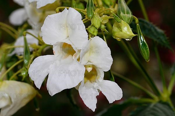 Himalayan balsam