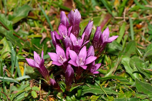 German gentian