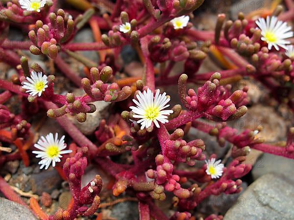 Knot-flowered marigold