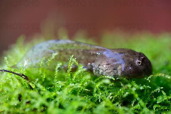 Yellow-bellied toad