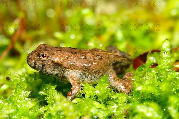 Yellow-bellied toad