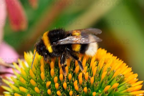 Garden bumblebee