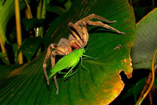 Banana spider