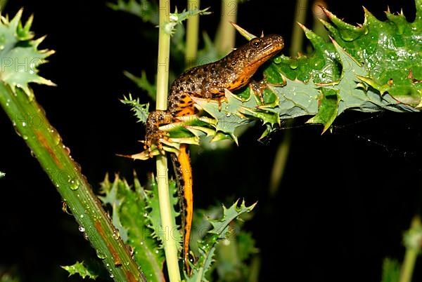 Northern crested newt