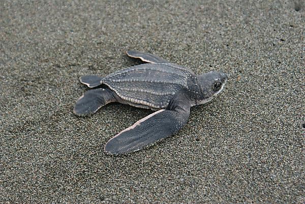 Leatherback turtle