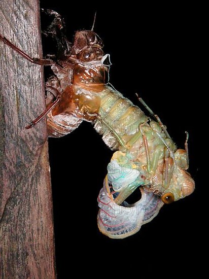 Hatching of a Song Cicada