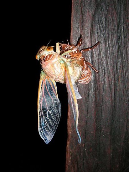 Hatching of a Song Cicada