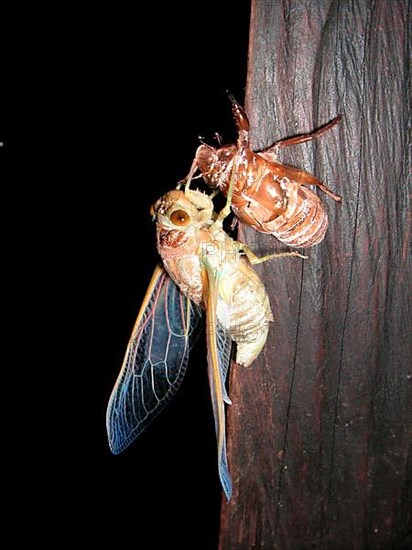 Hatching of a Song Cicada