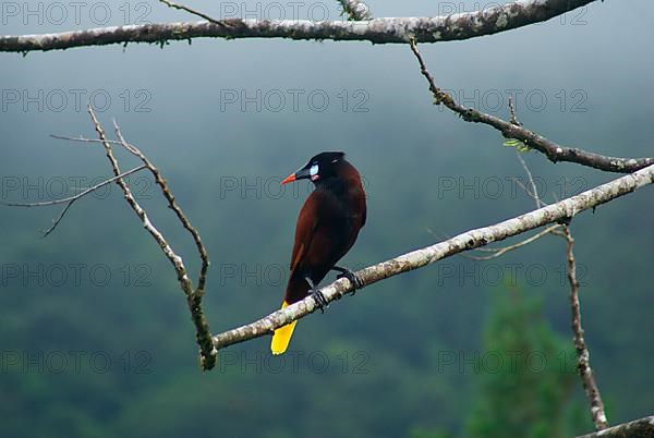 Montezuma Oropendola