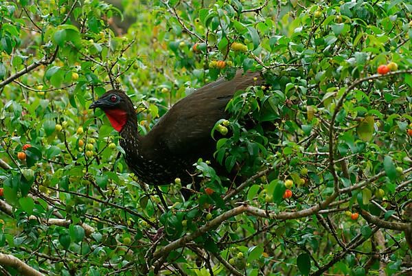 Rusty-bellied Guan