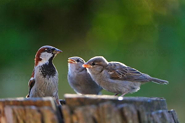 House sparrow