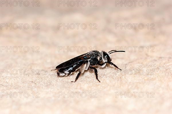 Horned bee