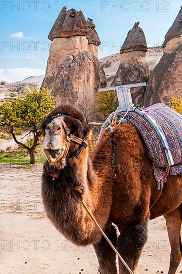 Bactrian camel