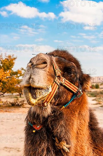 Bactrian camel