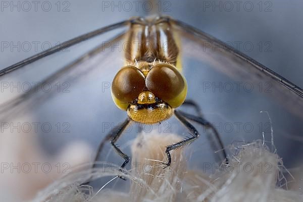 Blue-green Mosaic Dragonfly