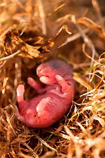 Field vole young