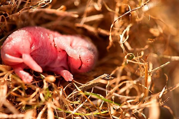 Field vole young