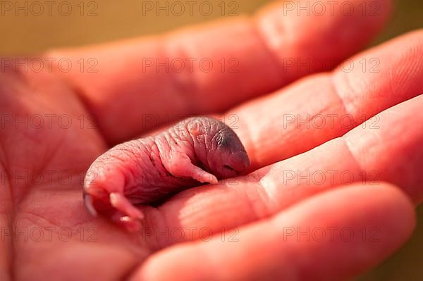 Field vole young