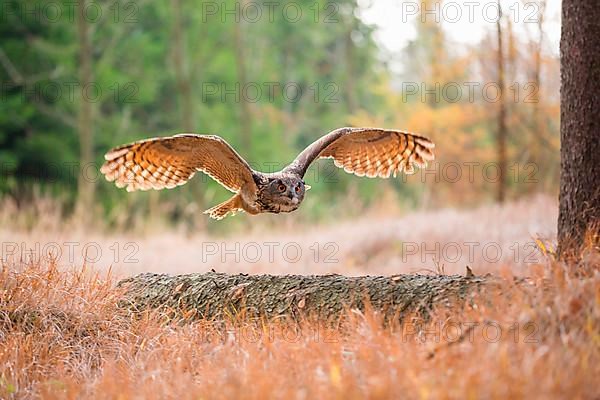 Eagle owl