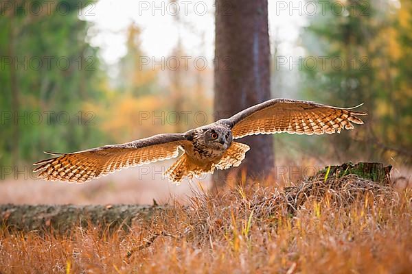 Eagle owl