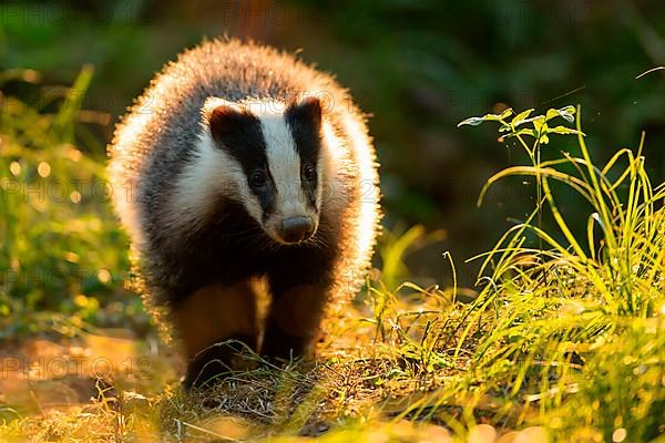 Badger