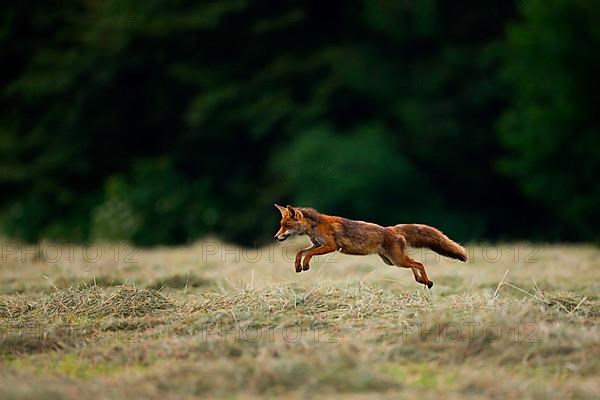 Red fox