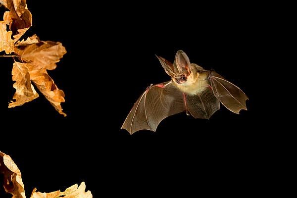 Grey long-eared bat