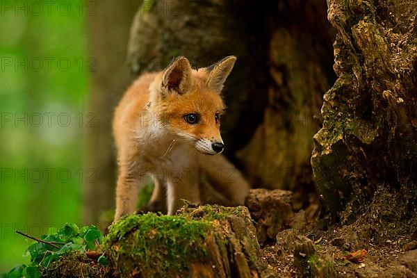 Red fox