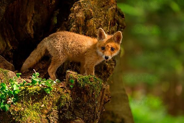 Red fox