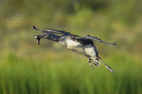 Red-throated diver