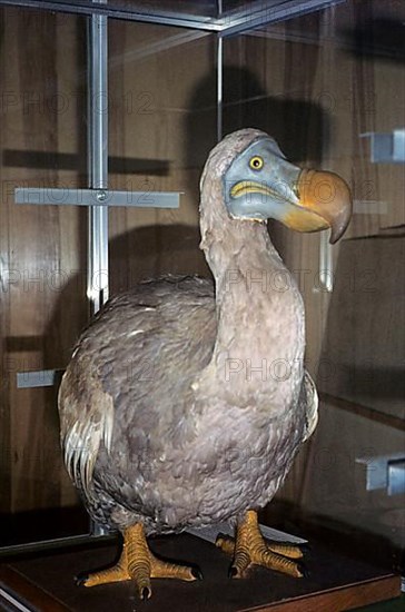 Dodo