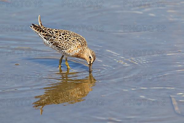 Short-billed dowitcher