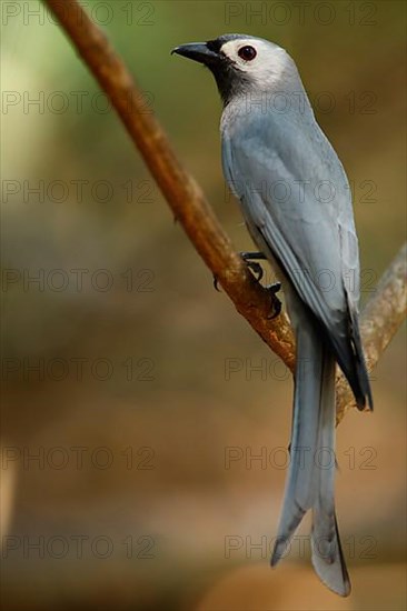 Ashy Drongo