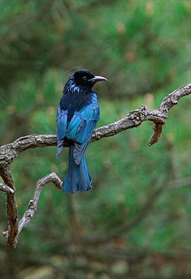 Hair-crested Drongo