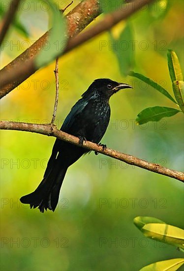 Hair-crested Drongo