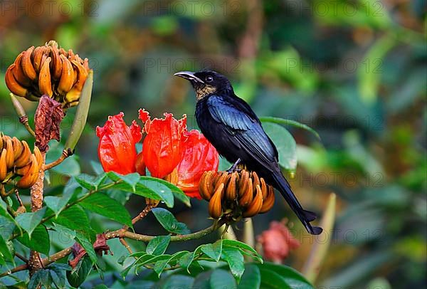 Hair-crested Drongo