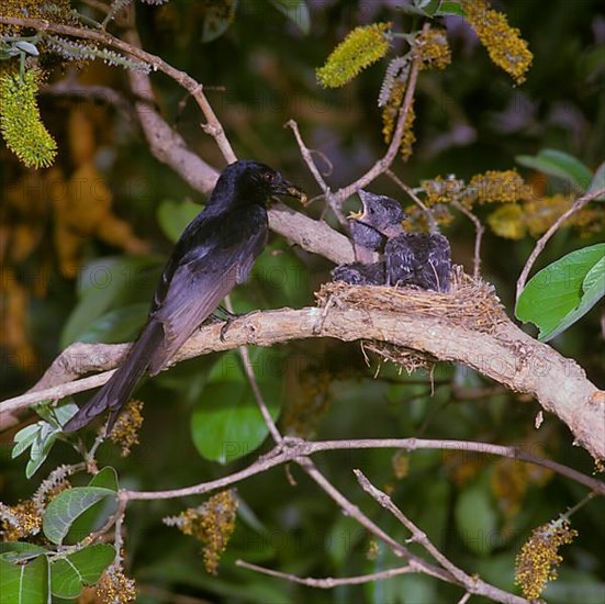 Fork-tailed Drongo