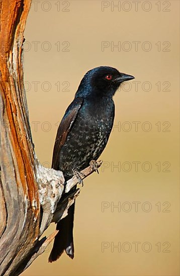 Fork-tailed Drongo